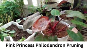 Pink Princess Philodendron Pruning