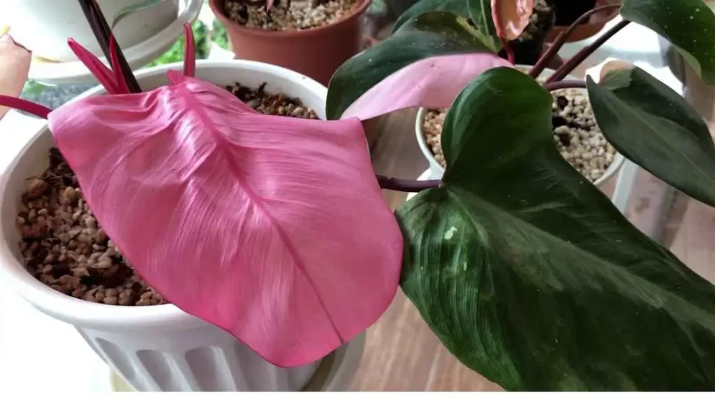 Pink Princess Philodendron Fertilizer