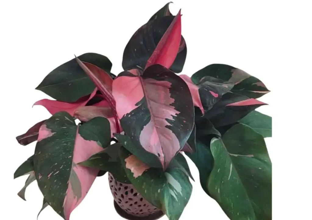 Pink Princess Philodendron Fertilizer