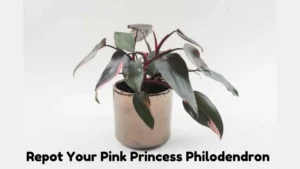 Repot Your Pink Princess Philodendron