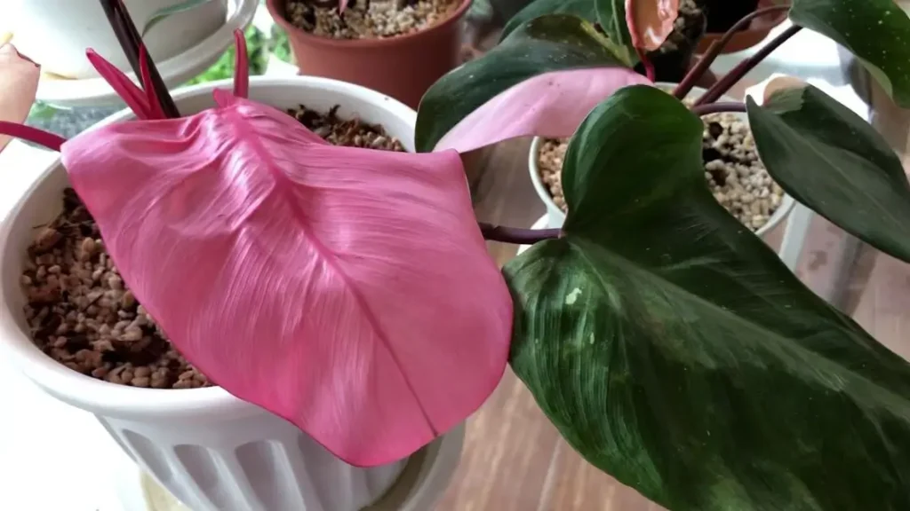 Repot Your Pink Princess