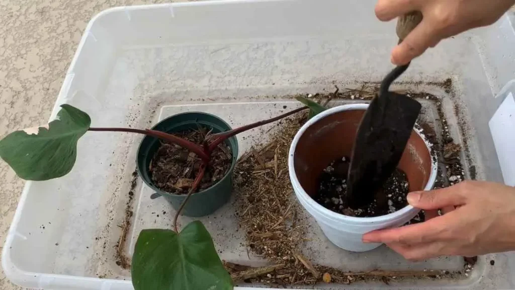 Repot Your Pink Princess Philodendron