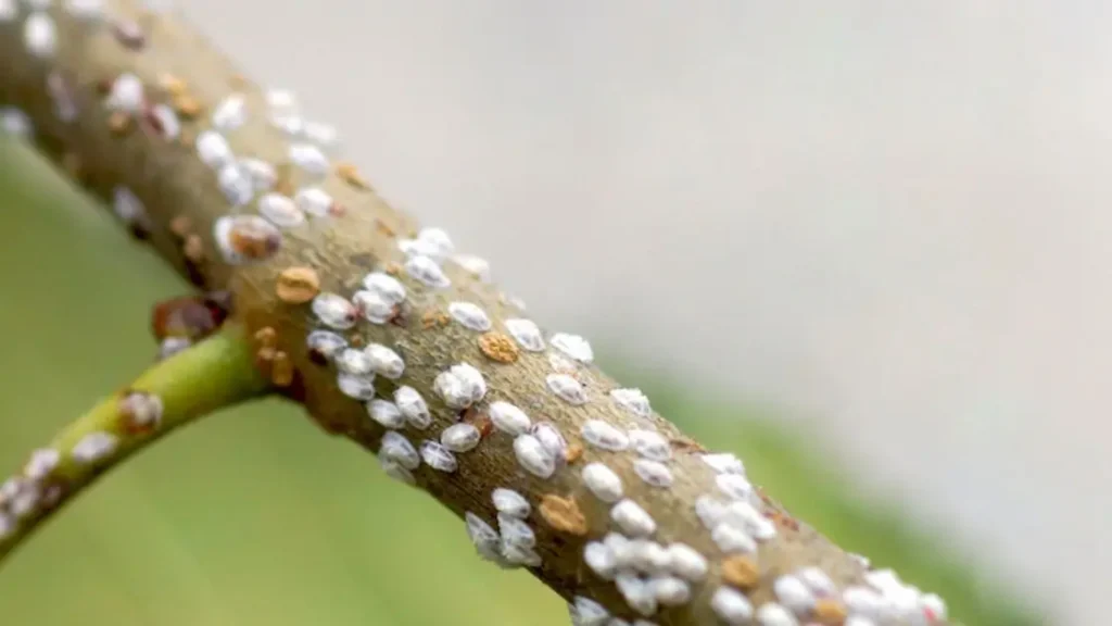 Scale Insects