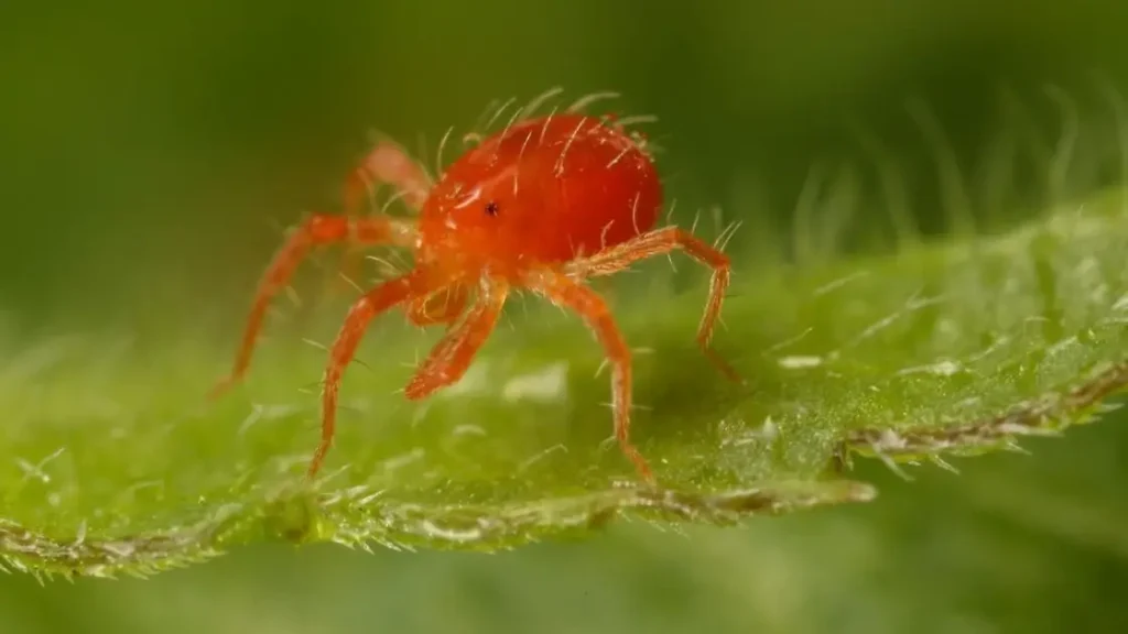 Spider Mites