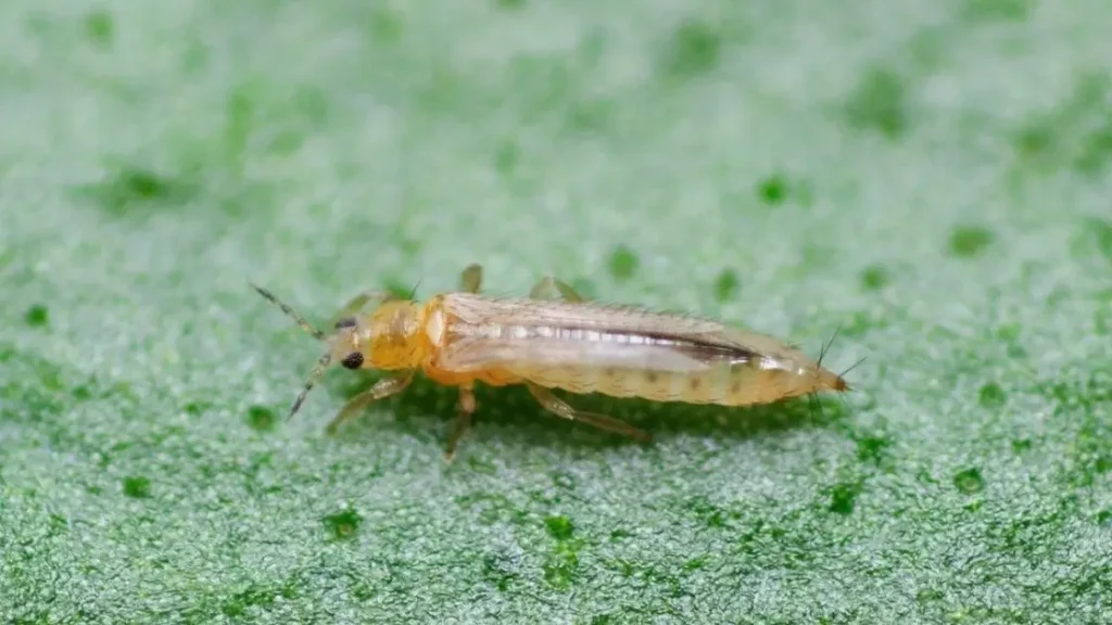 Thrips