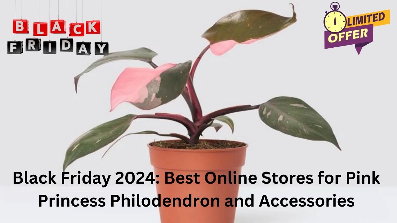 Black-Friday-2024-Best-Online-Stores-for-Pink-Princess-Philodendron-and-Accessories