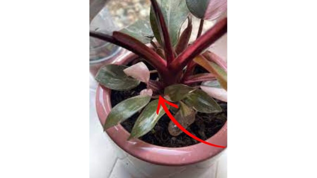 Identifying-Pink-Princess-Philodendron-Pups