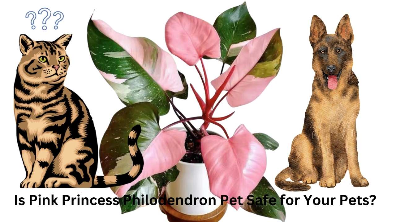 Pink-Princess-Philodendron-Pet-Safe