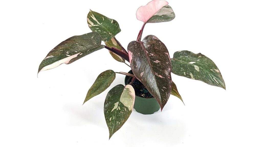 Key-Characteristics-of-the-Marble-Pink-Princess-Philodendron