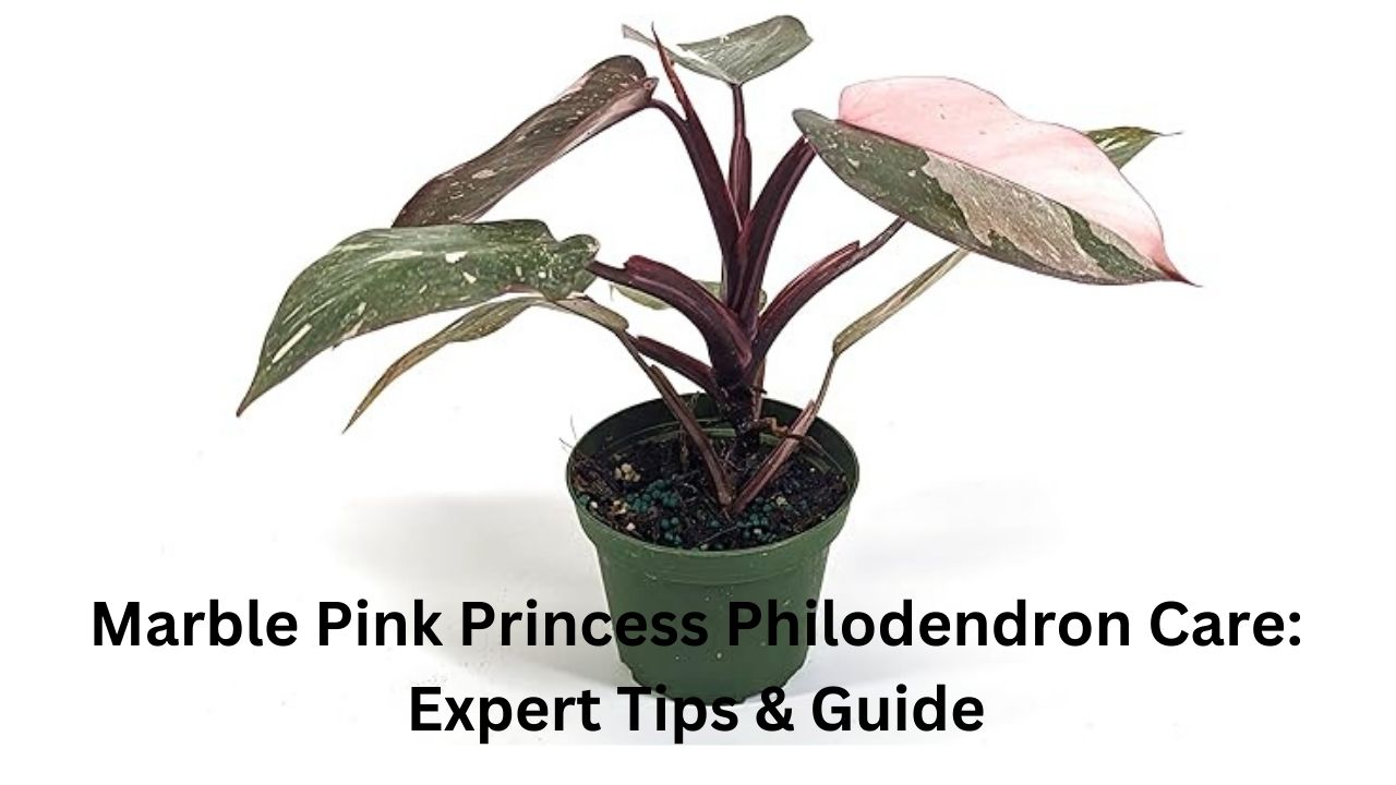 Marble-Pink-Princess-Philodendron