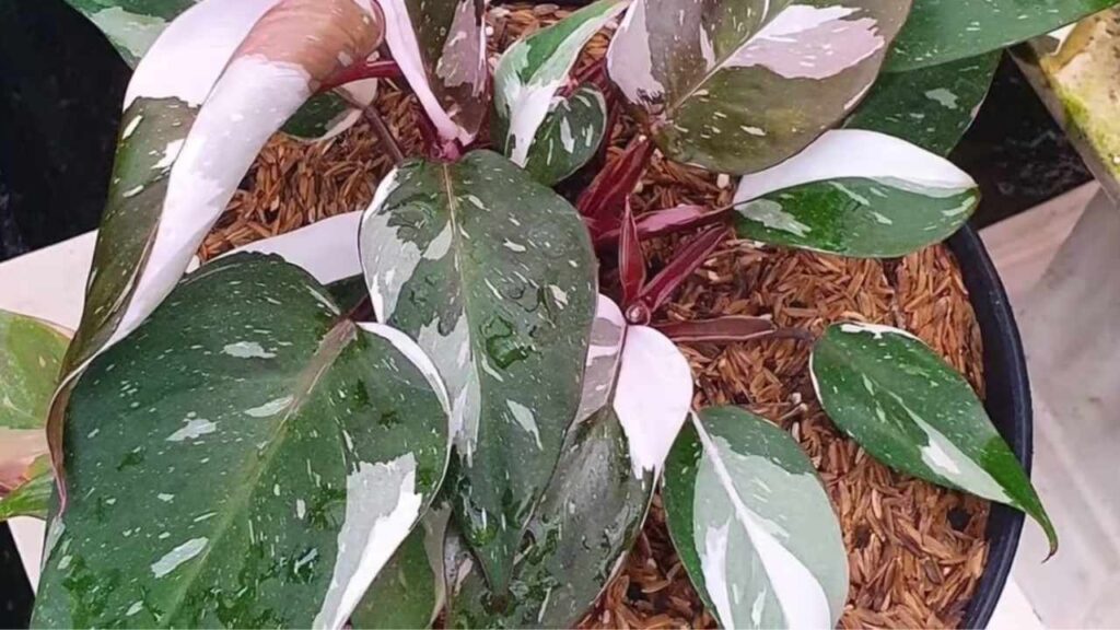 Philodendron-Pink-Princess