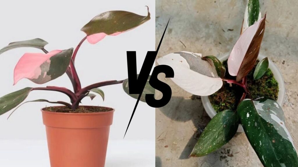 Philodendron-Red-Anderson-vs-Pink-Princess-Which-Philodendron-is-Right-for-You