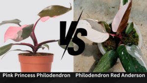 Philodendron-Red-Anderson-vs-Pink-Princess