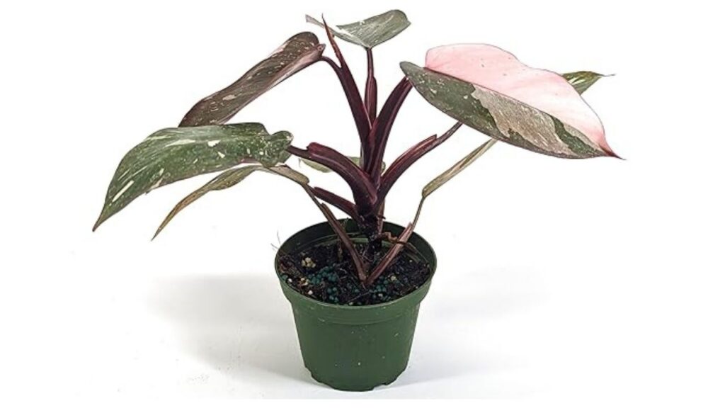 Pink-Princess-Marble-Philodendron