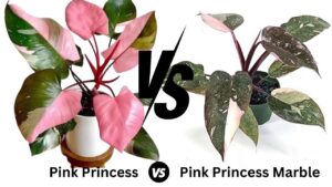 Pink-Princess-Marble-vs-Pink-Princess