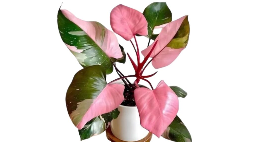 Pink-Princess-Philodendron