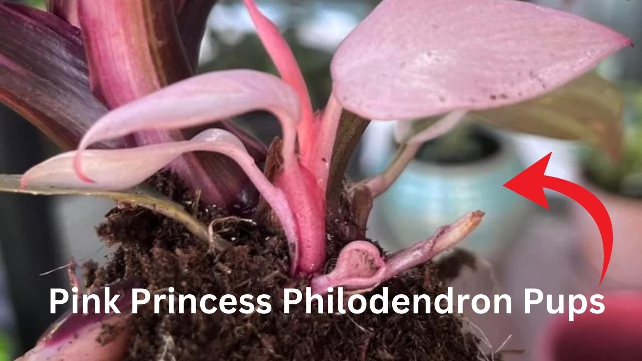 Pink-Princess-Philodendron-Pups