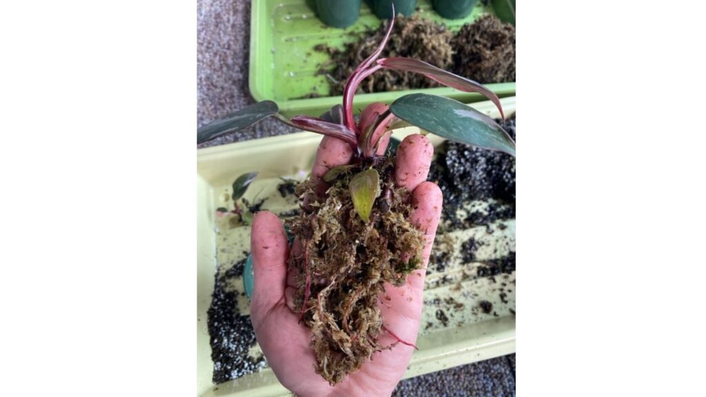 Propagating-Pink-Princess-Philodendron-Pups