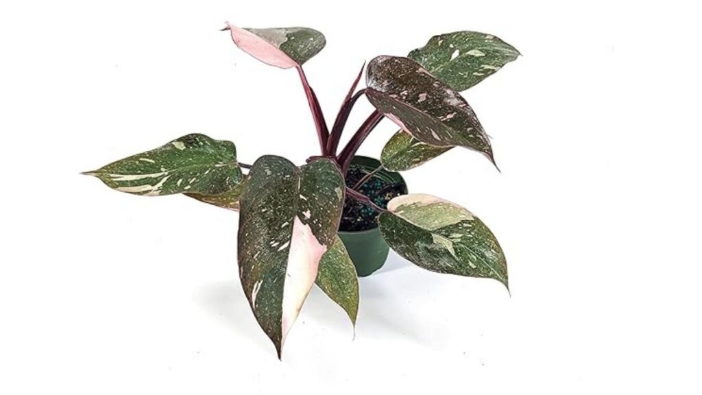 Propagation-of-Marble-Pink-Princess-Philodendron