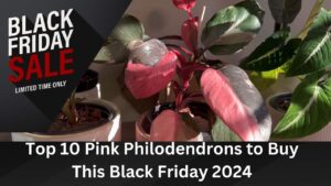 Top-10-Pink-Philodendrons-to-Buy-This-Black-Friday-2024