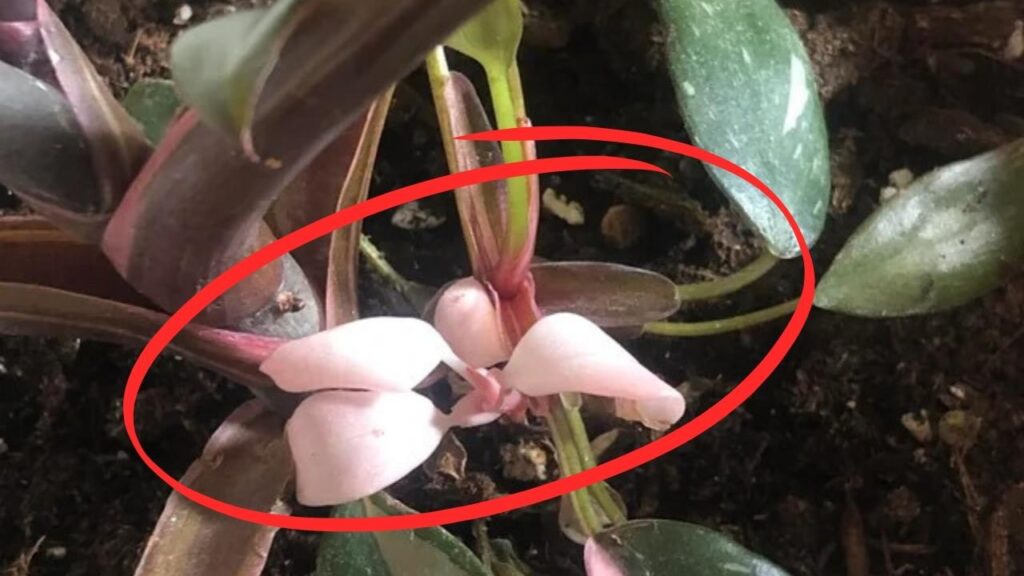 Understanding-Pink-Princess-Philodendron-Pups