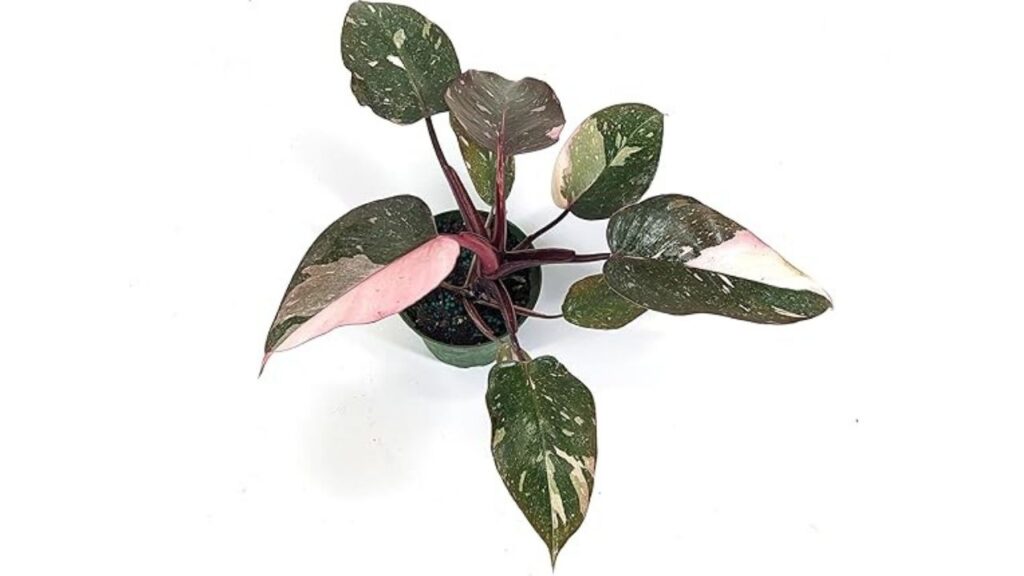 Understanding-the-Marble-Pink-Princess-Philodendron